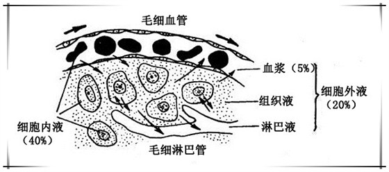 组织间液