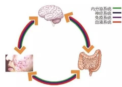 皮肤大脑肠脑