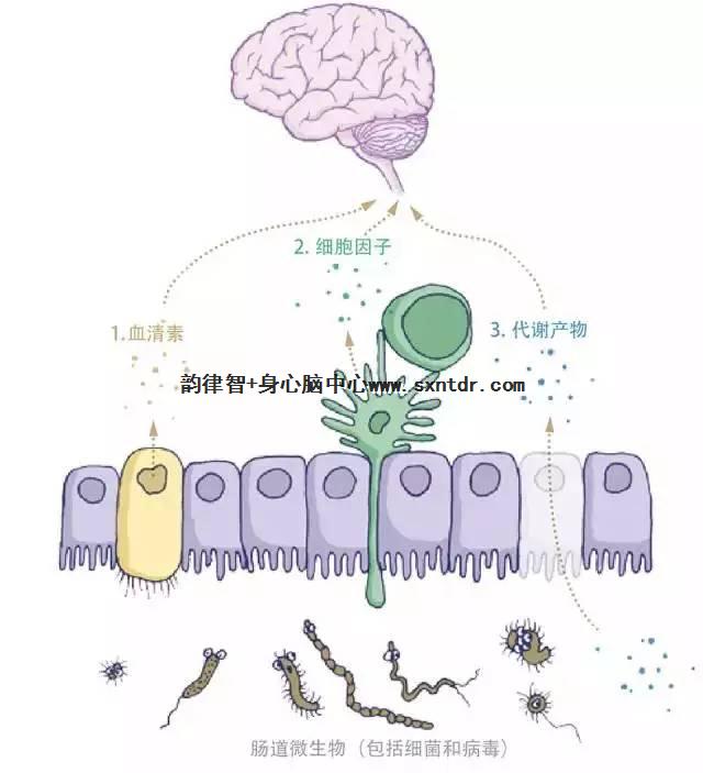 肚脐疗愈；肠脑