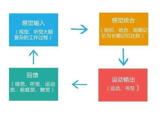 感觉统合的构造图